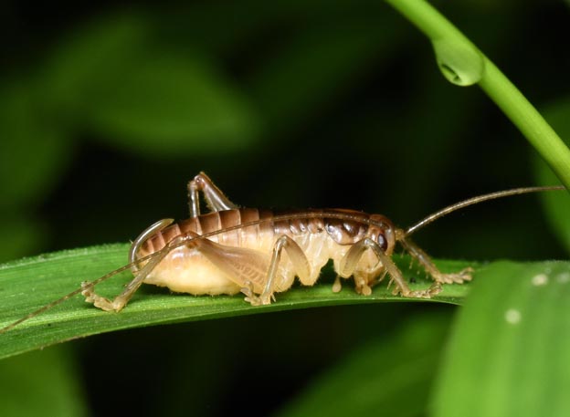 コロギスのメス亜成虫の写真