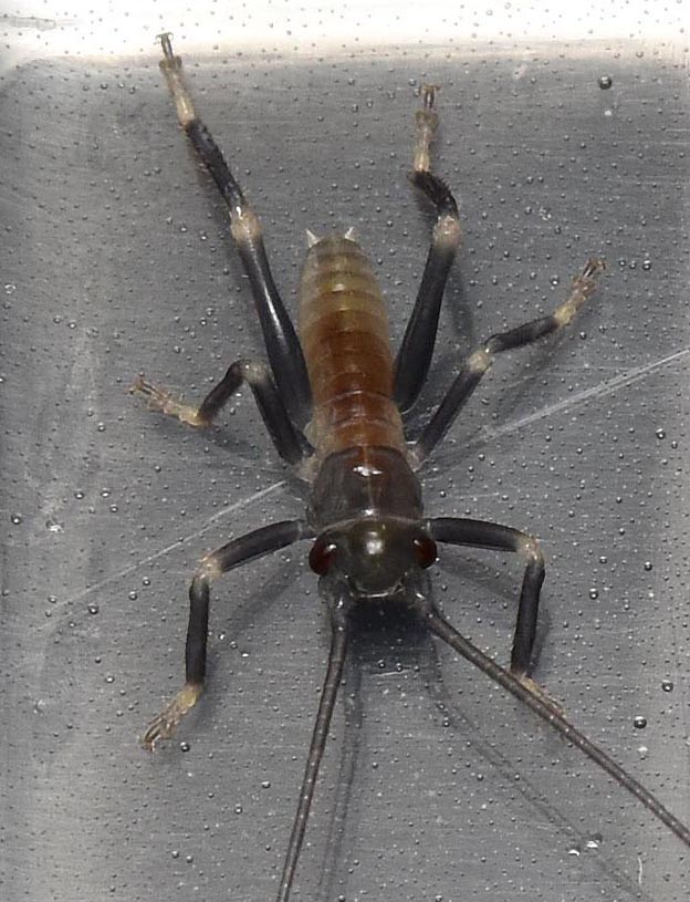 コロギスの初齢幼虫の写真