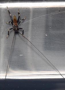 コロギス初齢幼虫の写真