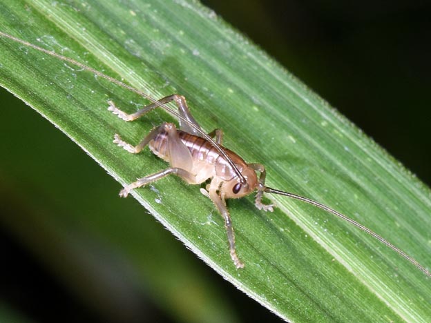 ハネナシコロギスの3齢前後の幼虫の写真
