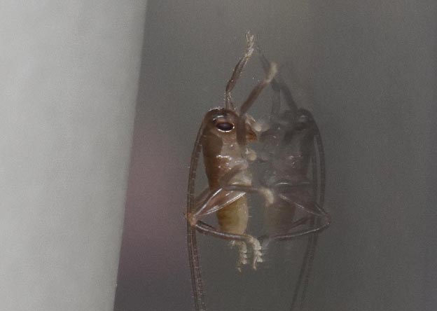 ハネナシコロギスの初齢幼虫の写真