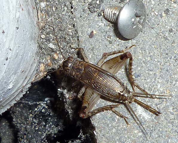 ハラオカメコオロギのメスの写真