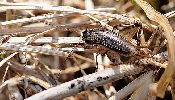 姿を見せたハラオカメコオロギ