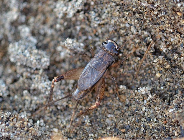 ハラオカメコオロギのオス