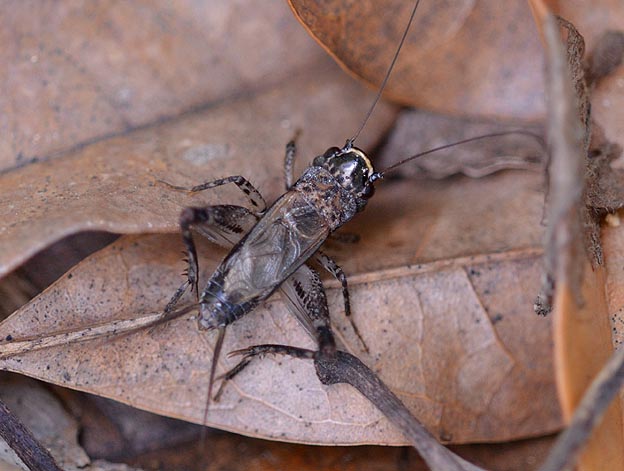 モリオカメコオロギのオス