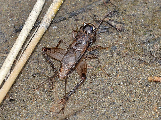 ハラオカメコオロギのオス