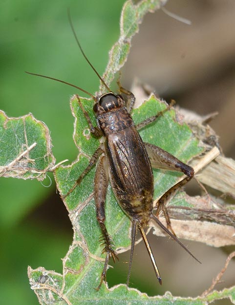 ハラオカメコオロギのメス