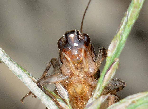 ハラオカメコオロギの顔面