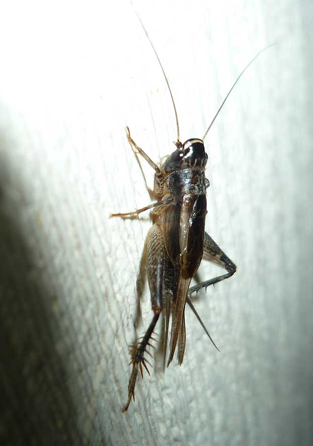 後翅のあるハラオカメコオロギ