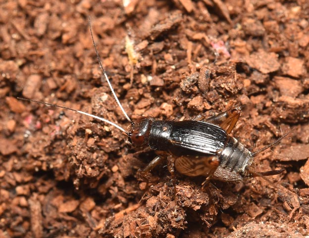 ヒゲシロスズのメスの成虫の写真