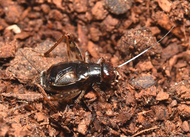 ヒゲシロスズのオスの成虫の写真