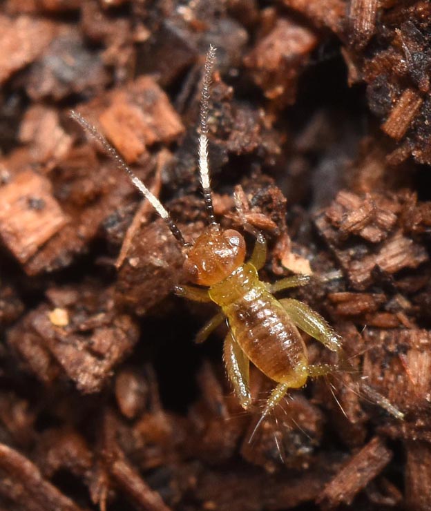 ヒゲシロスズの初齢幼虫の写真