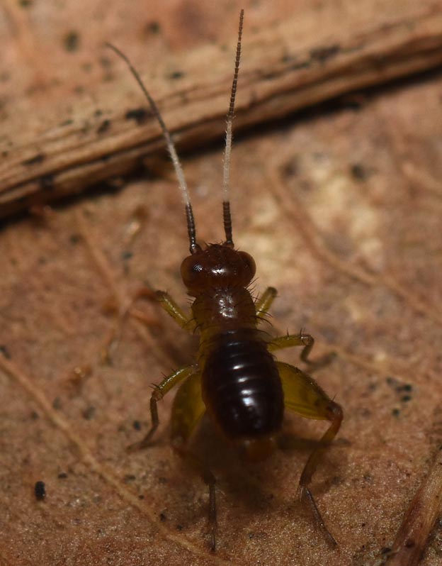 ヒゲシロスズの幼虫の写真