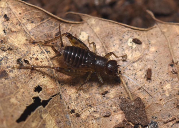 ヒゲシロスズのメスの終齢幼虫の写真