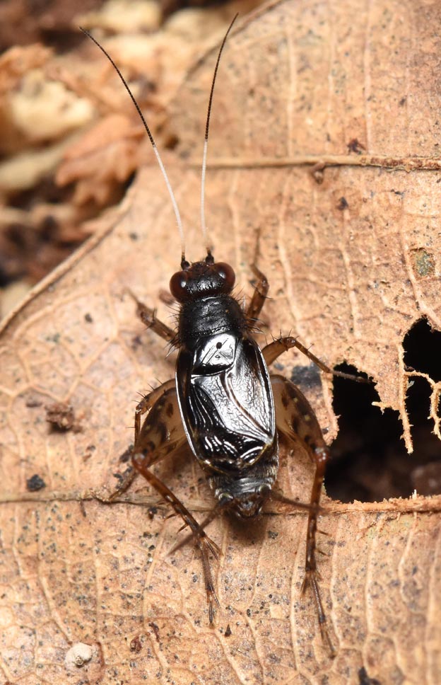 ヒゲシロスズのオスの写真