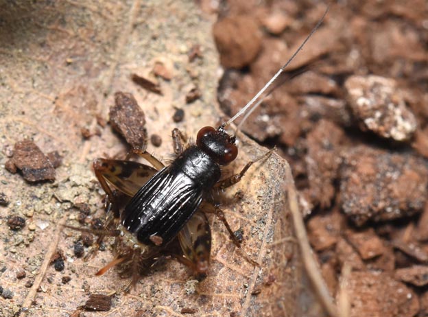 ヒゲシロスズのメスの写真