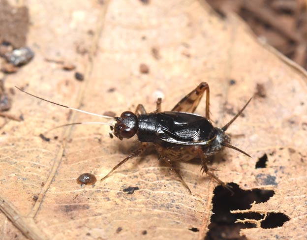 ヒゲシロスズのオスの写真