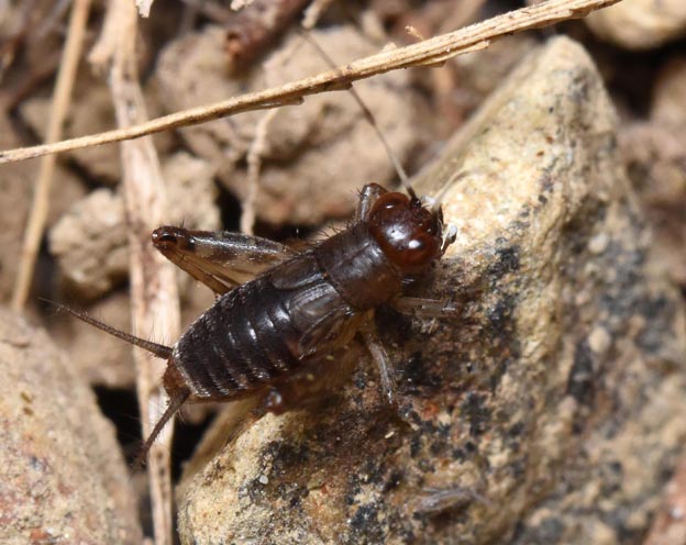 ヒゲシロスズ終齢幼虫の写真