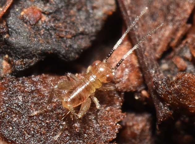 ヒゲシロスズ初齢幼虫の写真