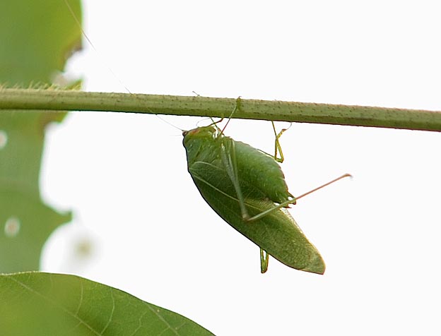 飛んできたヒメクダマキモドキのオス