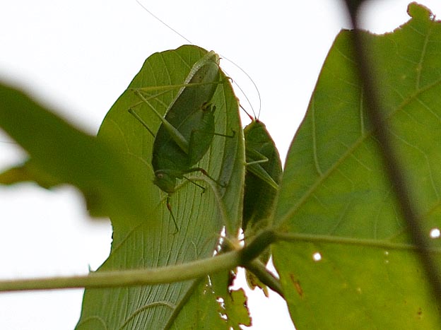ヒメクダマキモドキのオスとメス