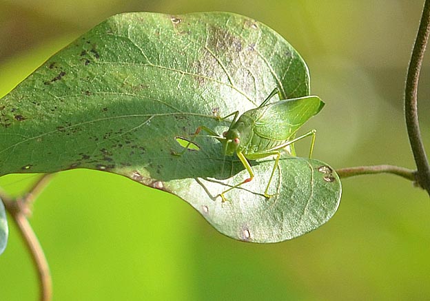 葉の上のヒメクダマキモドキ