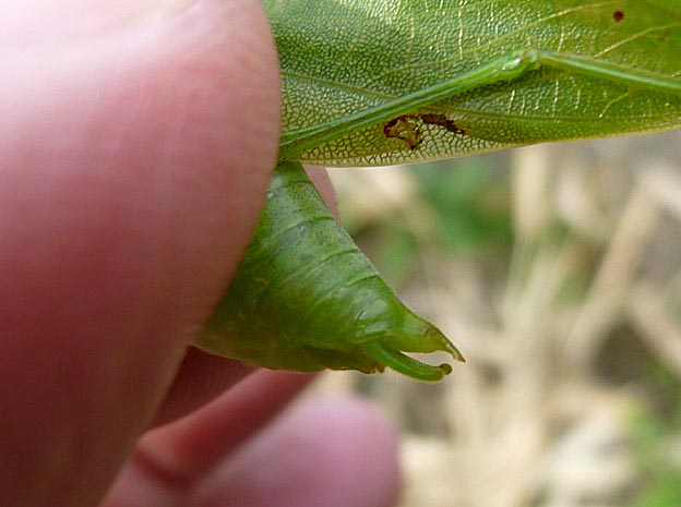 ヒメクダマキモドキオスの交尾器側面