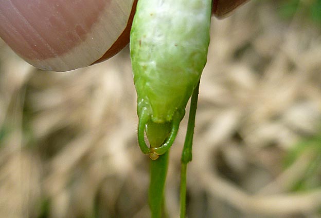ヒメクダマキモドキ交尾器腹部下側