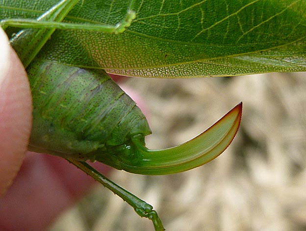 ヒメクダマキモドキの産卵管