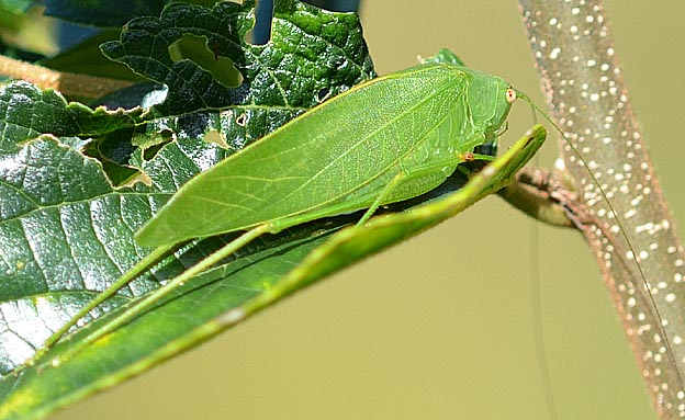 ヒメクダマキモドキのメス