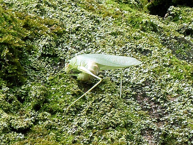 ヒメクダマキモドキの産卵