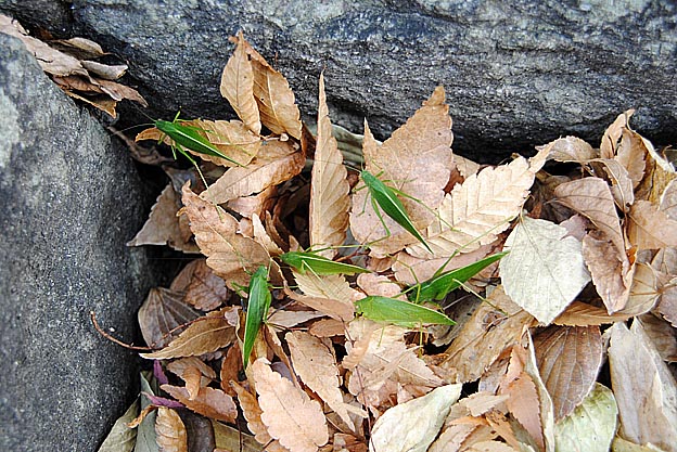 地面にいるヒメクダマキモドキ