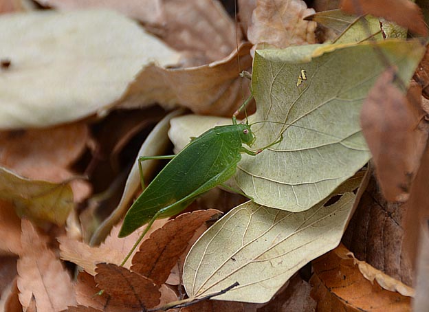 枯れ葉の上のヒメクダマキモドキ