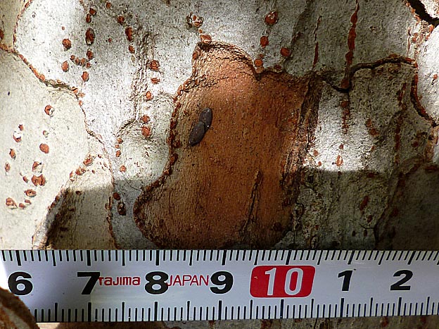 ヒメクダマキモドキの産卵場