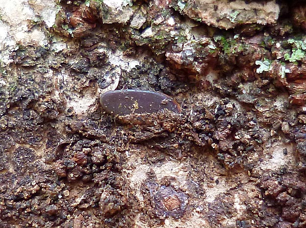 ヒメクダマキモドキの卵