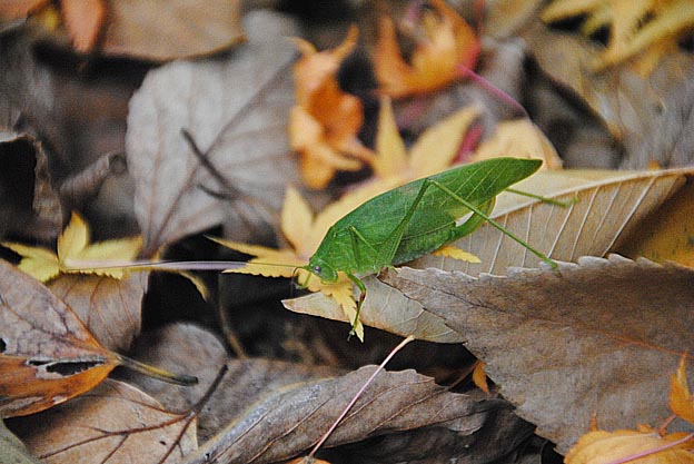 落ちていたヒメクダマキモドキ