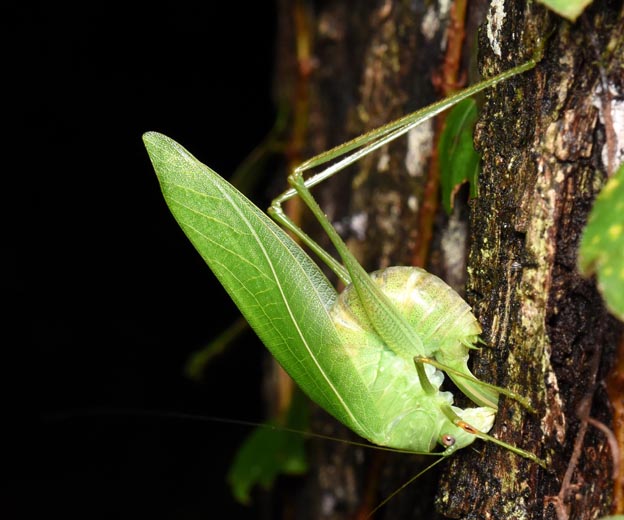 ヒメクダマキモドキの産卵の写真