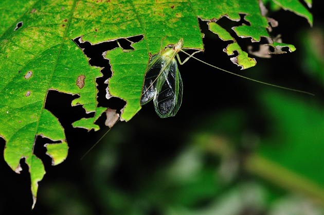 クズの葉の裏のヒロバネカンタン