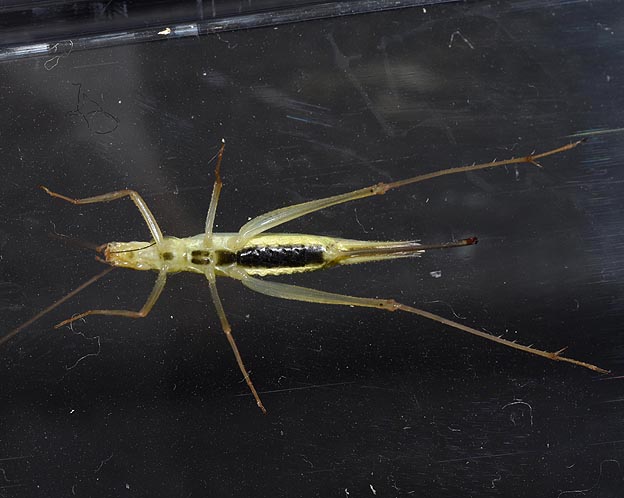 カンタンのメスの腹部の写真