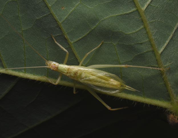 オスのヒロバネカンタンの写真
