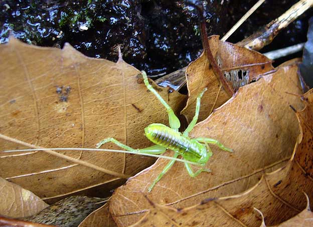越冬後水辺に来たコロギス幼虫