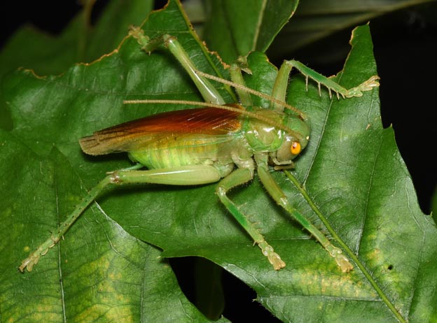 コロギスのオス成虫の写真