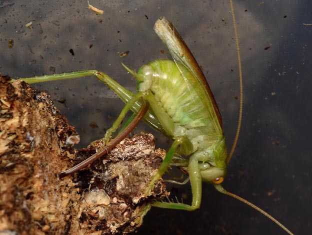 朽ち木に産卵するコロギスの写真