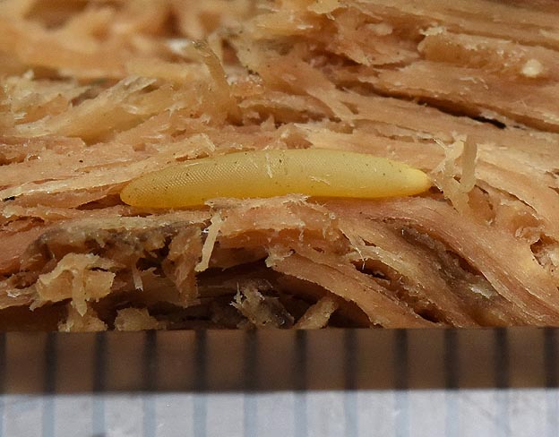 コロギスの卵の写真