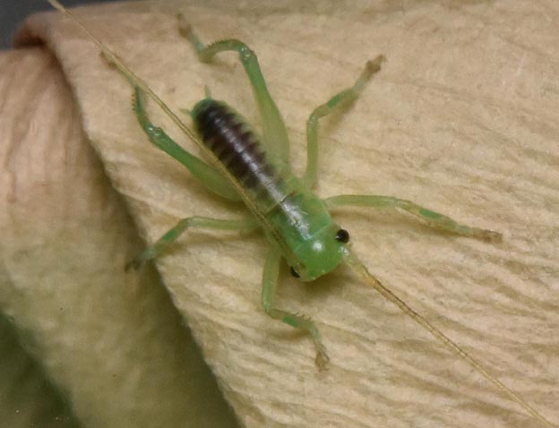 コロギス2齢幼虫の写真