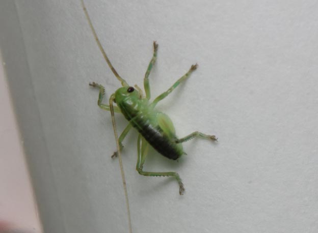 コロギスの2齢幼虫の写真