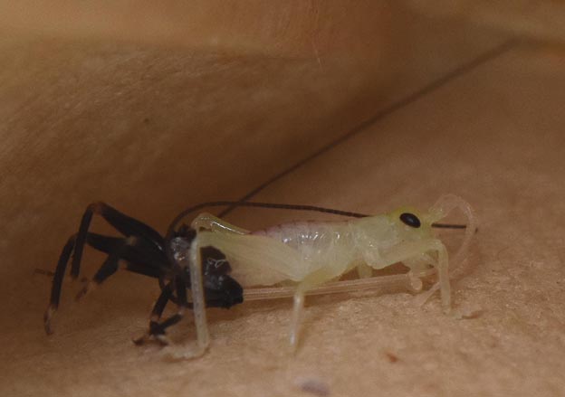 コロギスの脱皮の写真