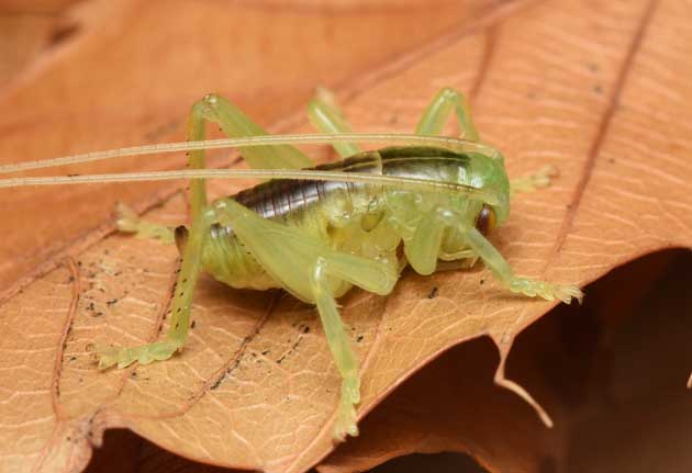 越冬するコロギス幼虫の写真-メス