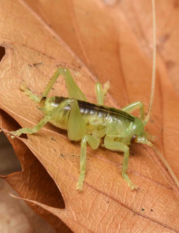 越冬期のコロギスメス幼虫の写真