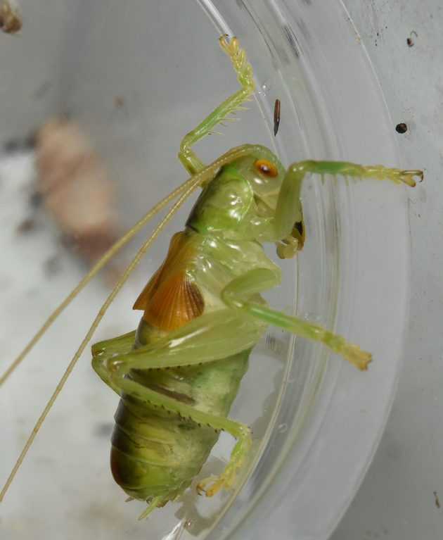 コロギス終齢幼虫の写真